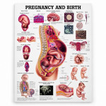 Pregnancy and Birth Chart